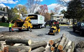 Best Palm Tree Trimming  in Merrionette Park, IL