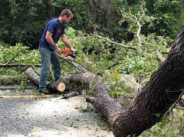 Best Tree Mulching  in Merrionette Park, IL