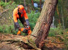 Merrionette Park, IL Tree Removal Company